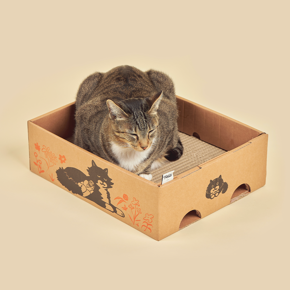 ねこ愛着ボックス